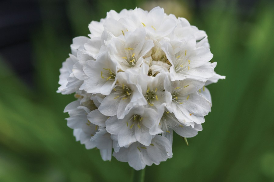Armeria Dreameria® Dream Clouds 72