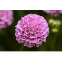 Armeria Dreameria® Sweet Dreams 72