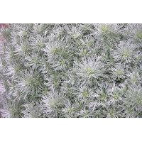 Artemisia Silver Mound 72