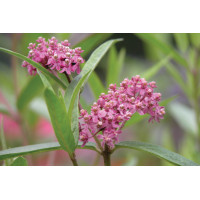 Asclepias incarnata 72