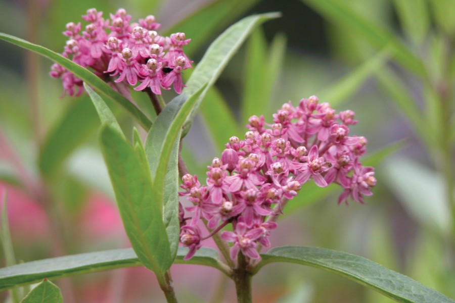 Asclepias incarnata 72