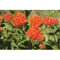 Asclepias tuberosa 72