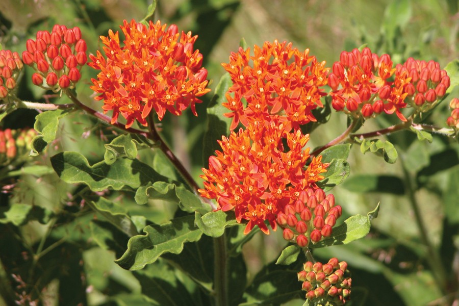 Asclepias tuberosa 21