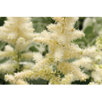 Astilbe Bridal Veil 50