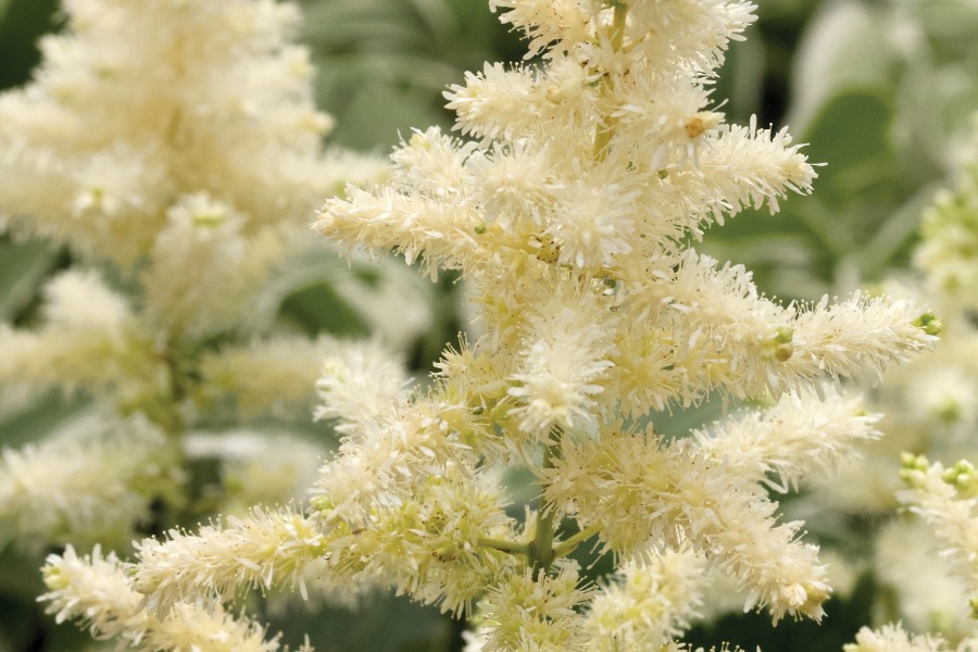 Astilbe Bridal Veil 50