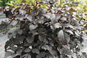 Astilbe Chocolate Shogun 50