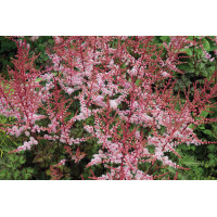 Astilbe Delft Lace 21