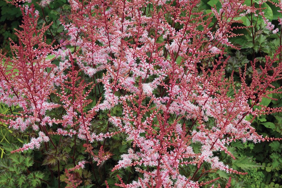 Astilbe Delft Lace 50