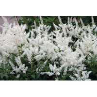 Astilbe Deutschland 50