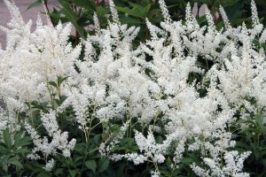 Astilbe Deutschland 21