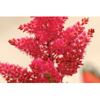 Astilbe Fanal 50
