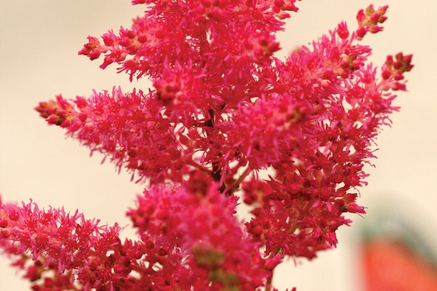 Astilbe Fanal 21