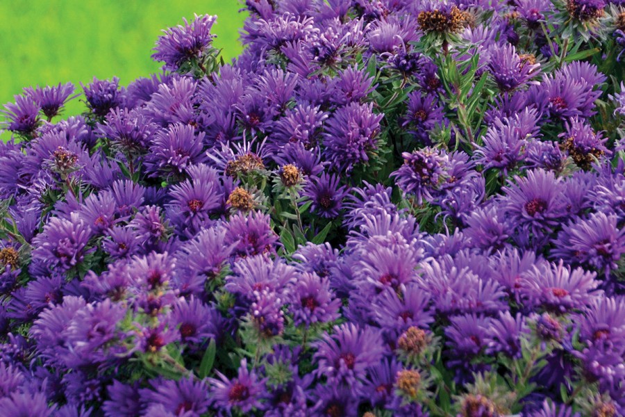 Aster Grape Crush 72