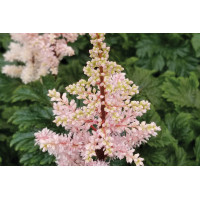 Astilbe Lilliput 21