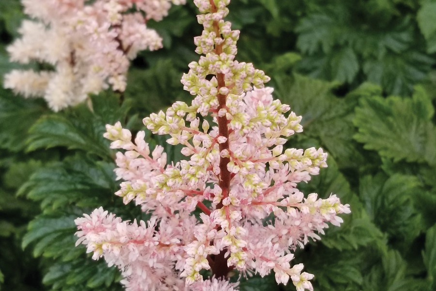 Astilbe Lilliput 50