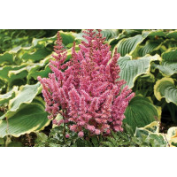 Astilbe Little Vision in Pink 21