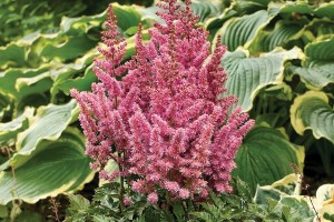 Astilbe Little Vision in Pink 21