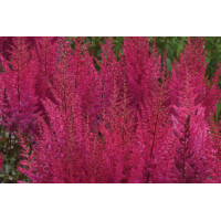 Astilbe Mighty Chocolate Cherry 21