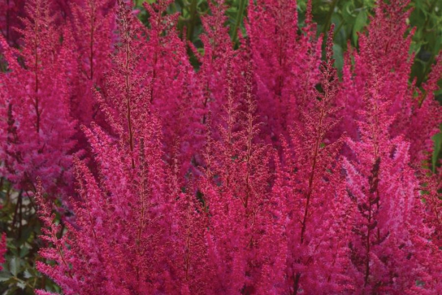Astilbe Mighty Chocolate Cherry 50
