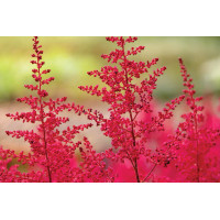 Astilbe Montgomery 50