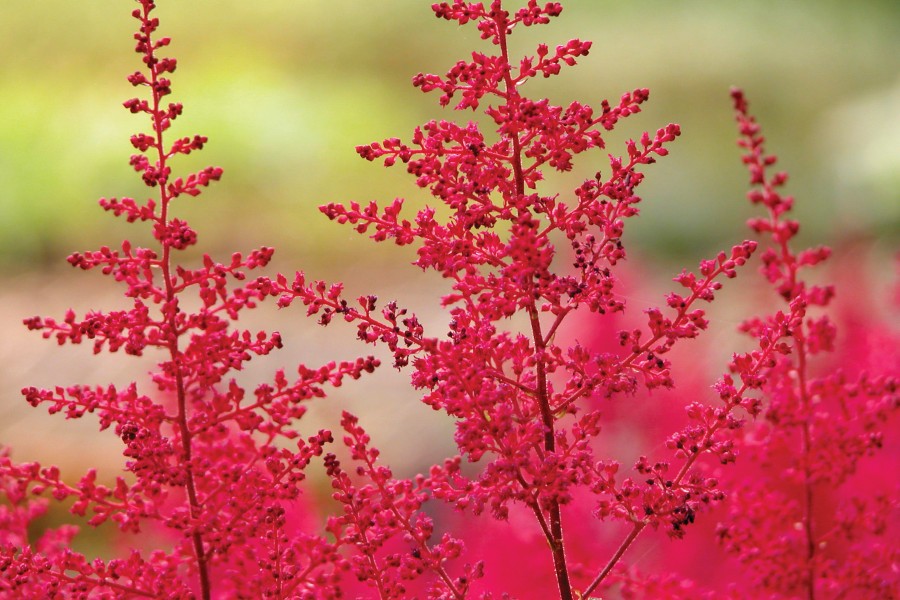 Astilbe Montgomery 21