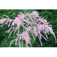 Astilbe Ostrich Plume 21