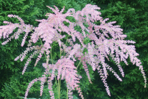 Astilbe Ostrich Plume 21