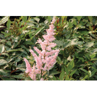Astilbe Peach Blossom 50