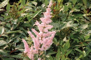 Astilbe Peach Blossom 21