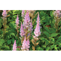 Astilbe Pumila 21