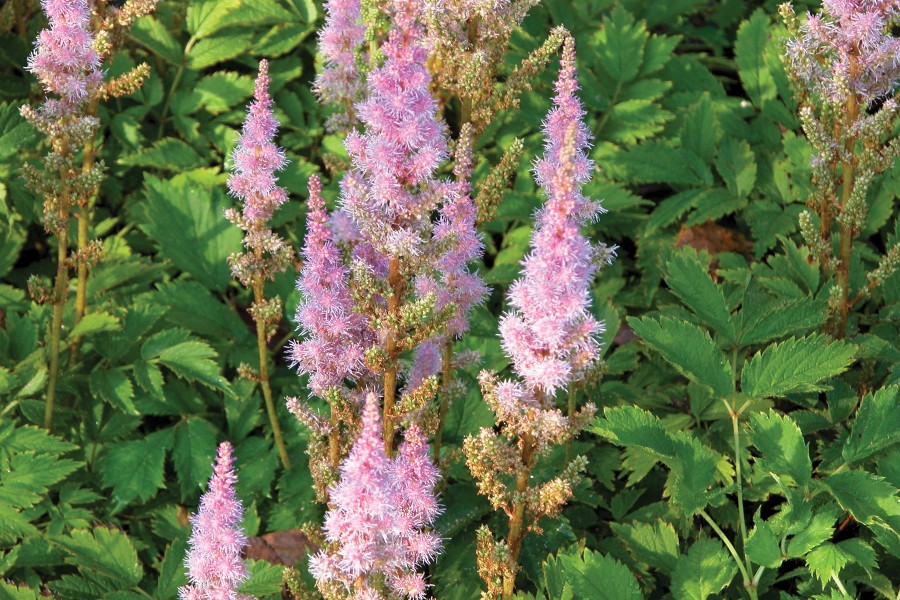 Astilbe Pumila 50