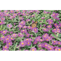 Aster Purple Dome 72