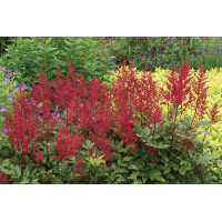 Astilbe Red Sentinel 21