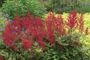 Astilbe Red Sentinel 21