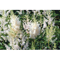 Astilbe Snowdrift 50