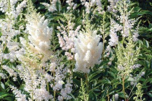 Astilbe Snowdrift 50