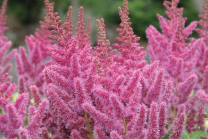 Astilbe Vision in Pink 21