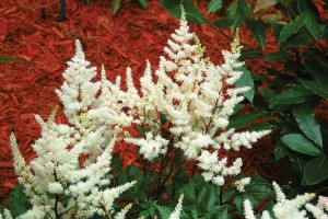 Astilbe Vision in White 21