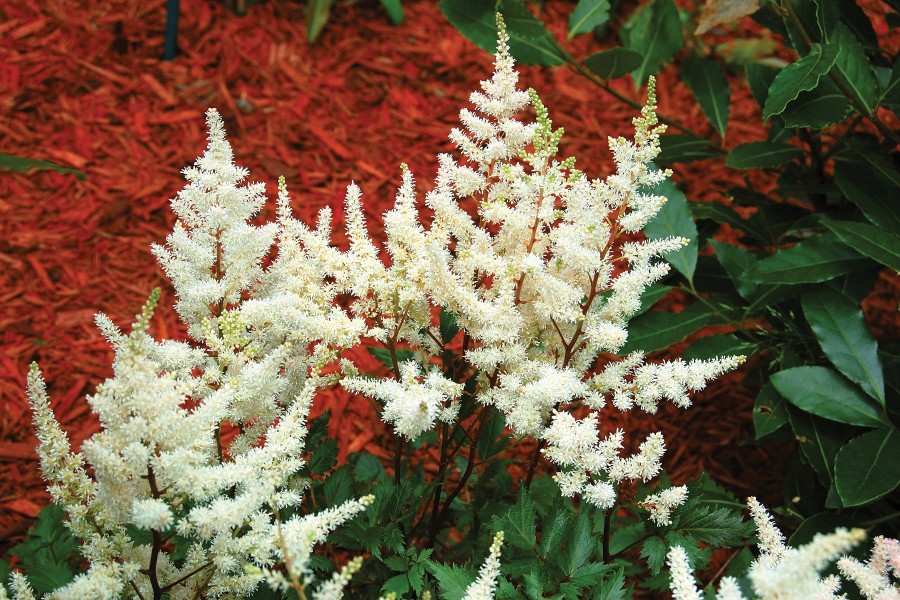 Astilbe Vision in White 50