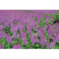 Astilbe Visions 21