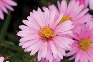 Aster Wood’s Pink 21