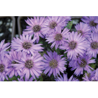 Aster Wood’s Purple 21