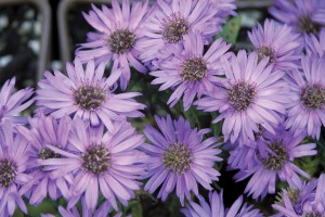 Aster Wood’s Purple 21