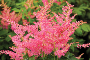 Astilbe Younique Cerise 50