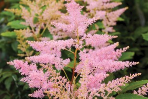 Astilbe Younique Silvery Pink 21
