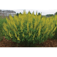Baptisia American Goldfinch 21
