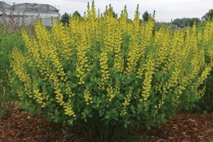 Baptisia American Goldfinch 21