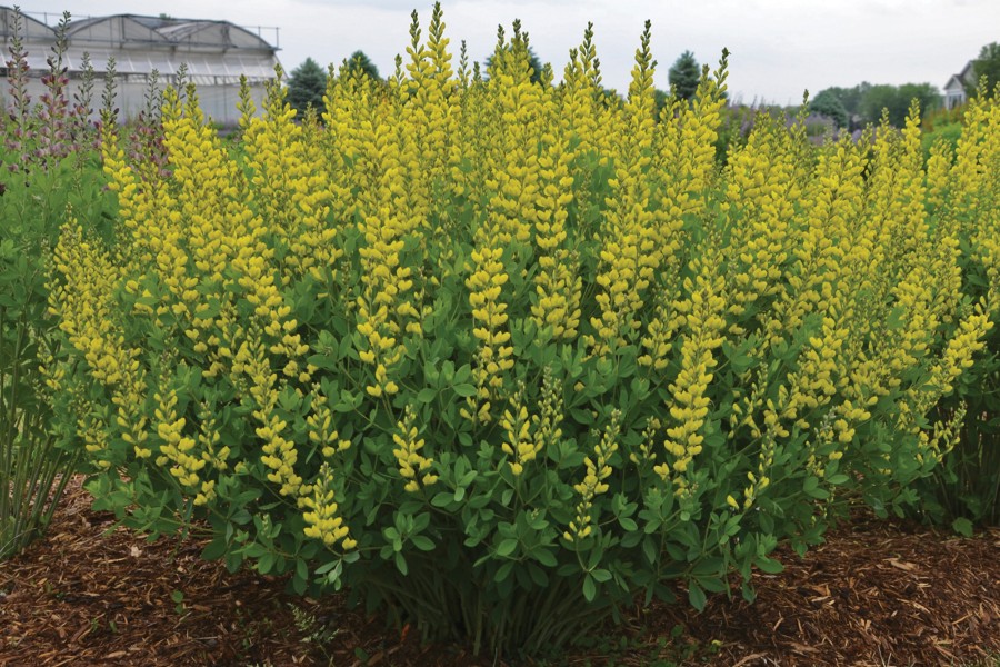 Baptisia American Goldfinch 72