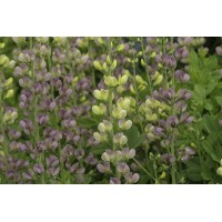 Baptisia Aurora 21