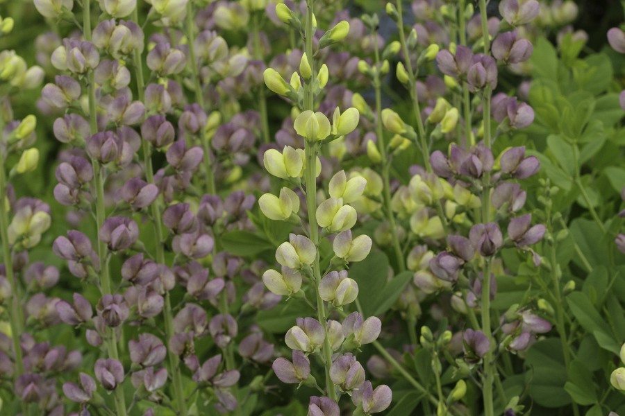 Baptisia Aurora 72